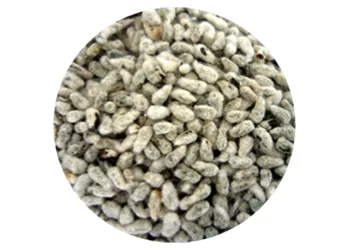 Semilla de algodón